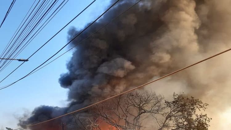 दहकते जंगलों की पड़ताल