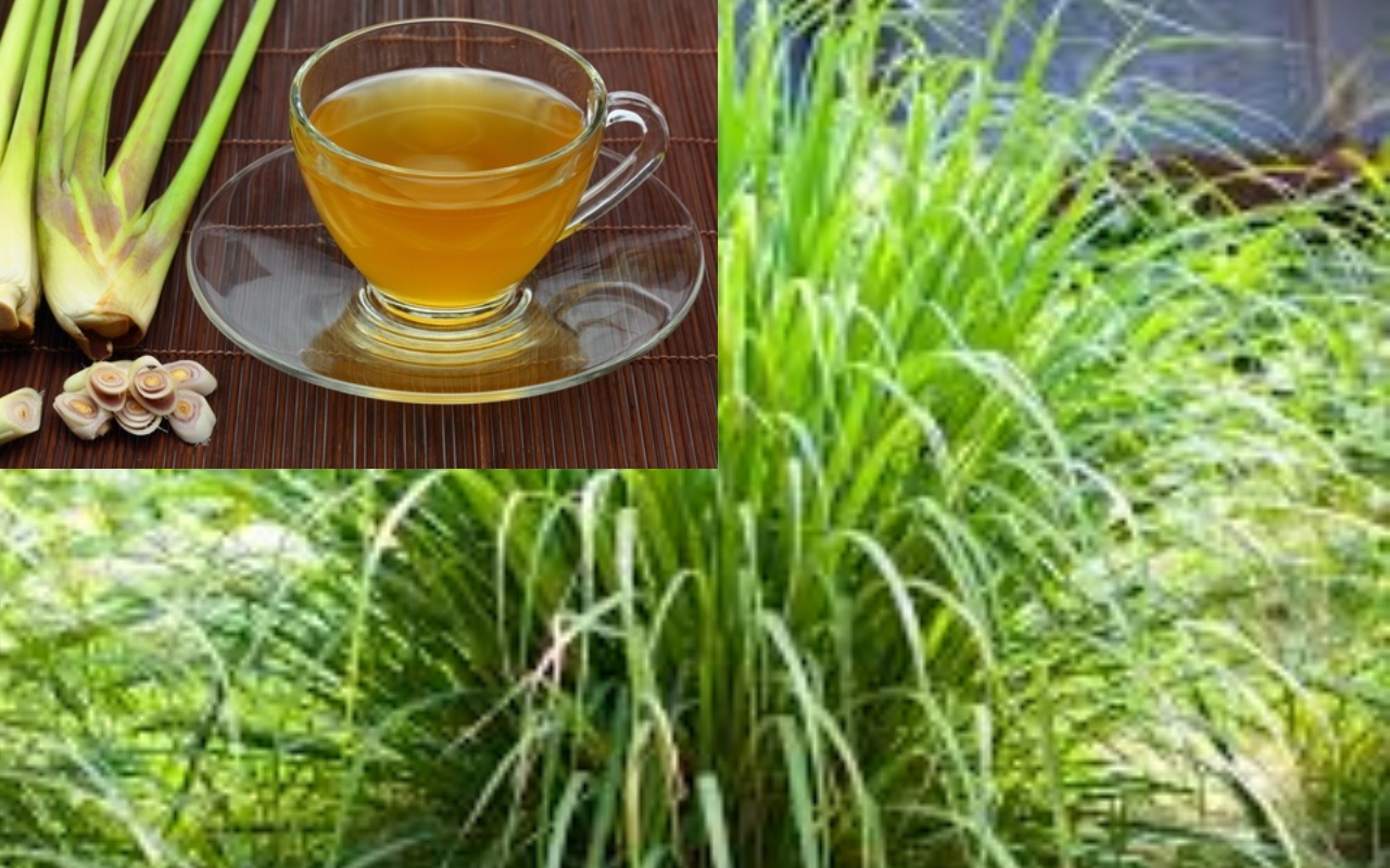 Lemongrass इम्यूनिटी बढ़ाने से लेकर पेट के प्रॉब्लम ठीक करने तक में फायदेमंद, लेकिन साइड इफेक्ट्स भी जान लें Lemongrass इम्यूनिटी बढ़ाने से लेकर पेट के प्रॉब्लम ठीक करने तक में फायदेमंद, लेकिन साइड इफेक्ट्स भी जान लें
