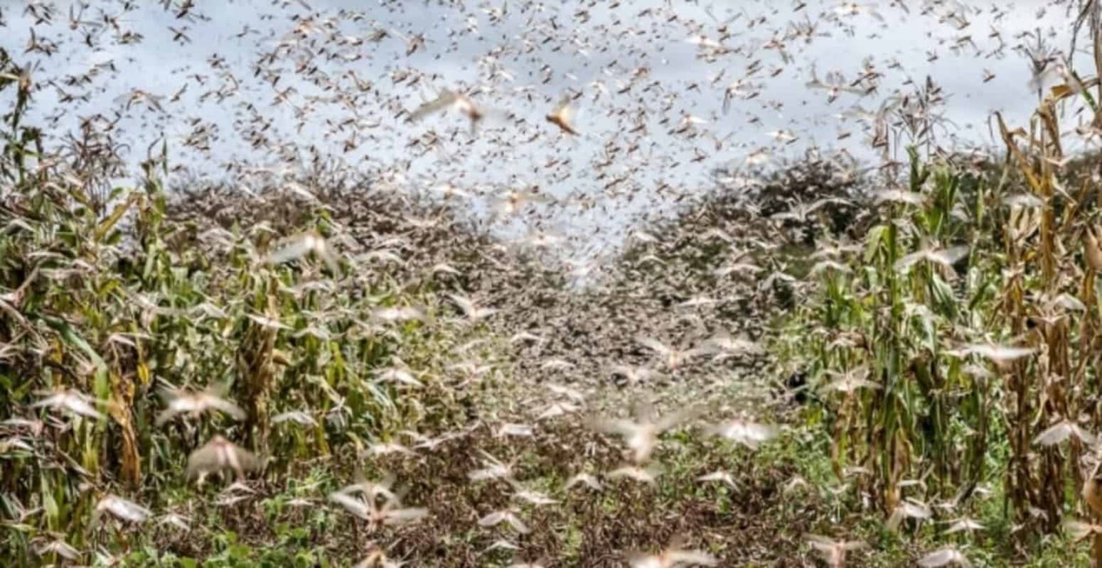 Locust Alert: 76 साल बाद झारखंड के पलामू प्रमंडल में तबाही मचाने आ रही टिड्डियां, कृषि विभाग ने किया अलर्ट