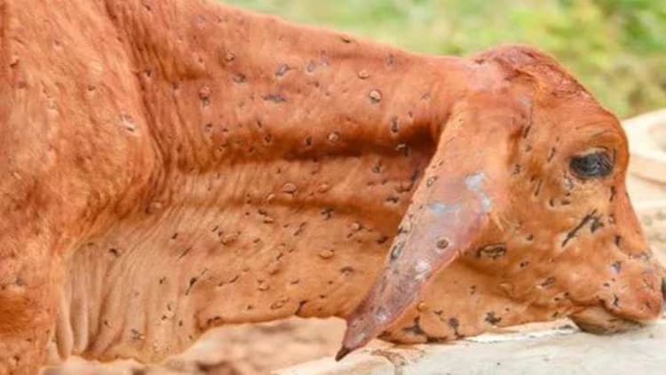 बिहार में लंपी स्किन वायरस की दस्तक ने बढ़ाई चिंता, 10 जिले प्रभावित, दो गायों की मौत व 1258 संक्रमित
