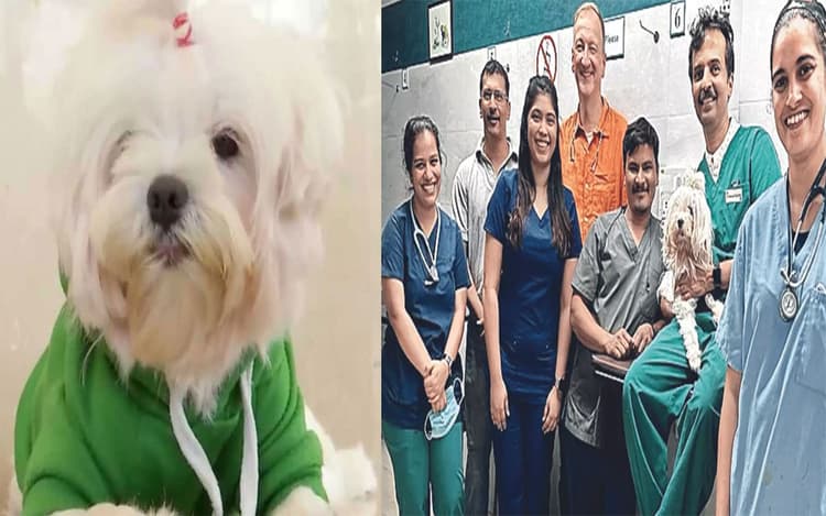 कुत्ते की ओपन हर्ट सर्जरी के लिए जर्मनी से मुंबई बुलाए गए सर्जन, ऐसे बचाई गई जान
