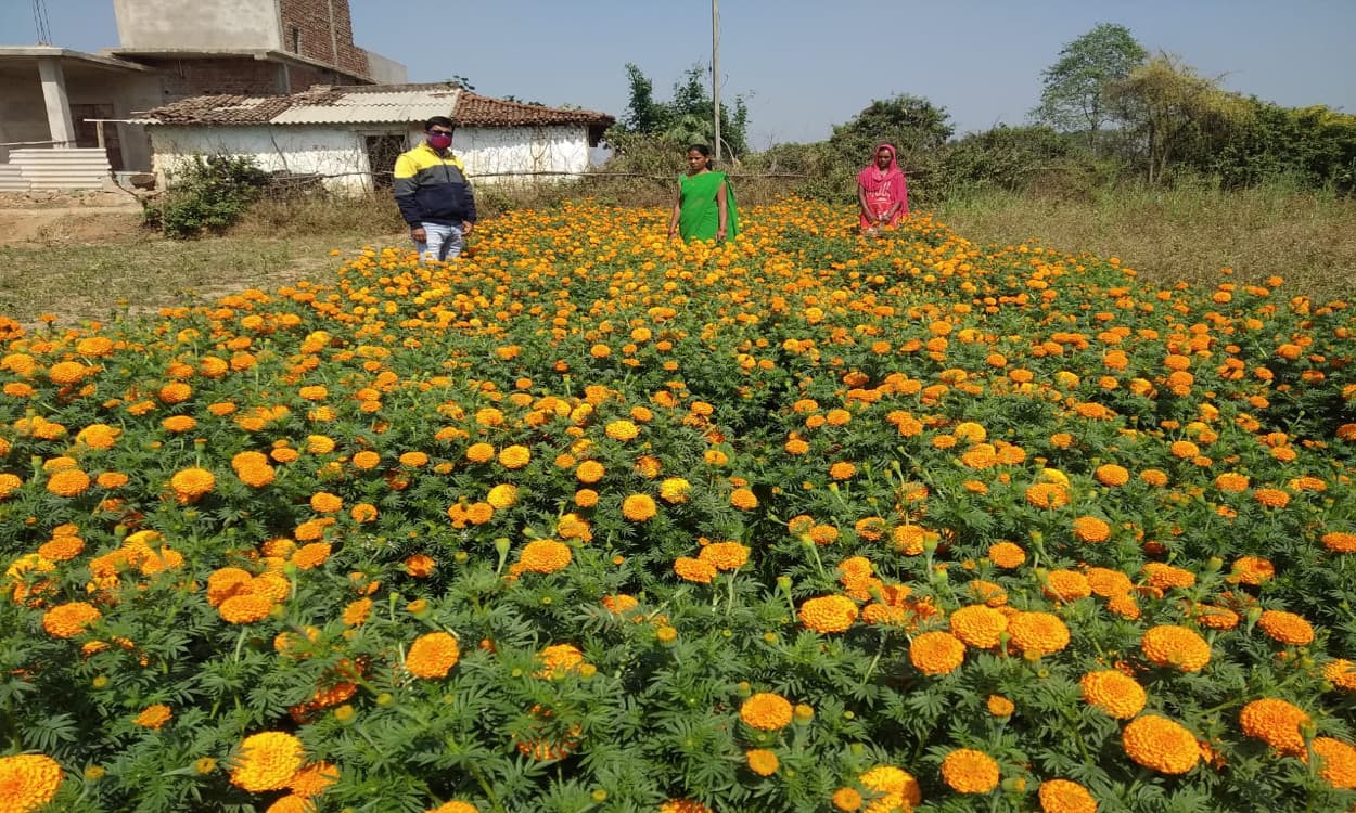 गेंदा फूल का हब बन रहा खूंटी जिला