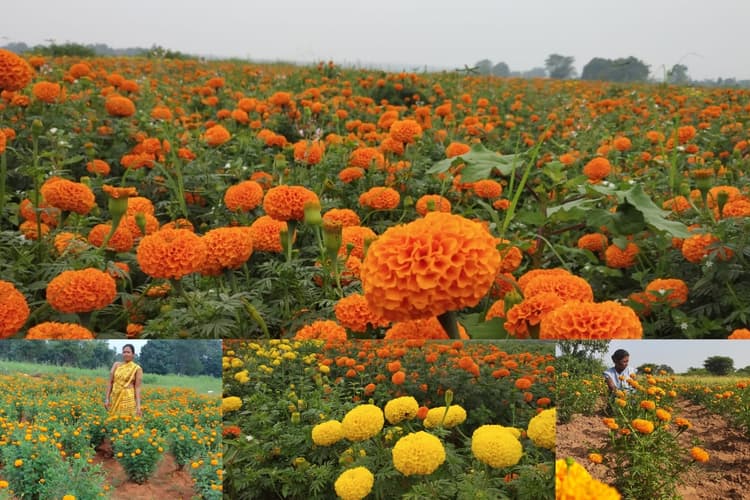 झारखंड: गेंदा फूल की खुशबू से महक रही महिला किसानों की जिंदगी, दीपावली व छठ को लेकर क्या है तैयारी?