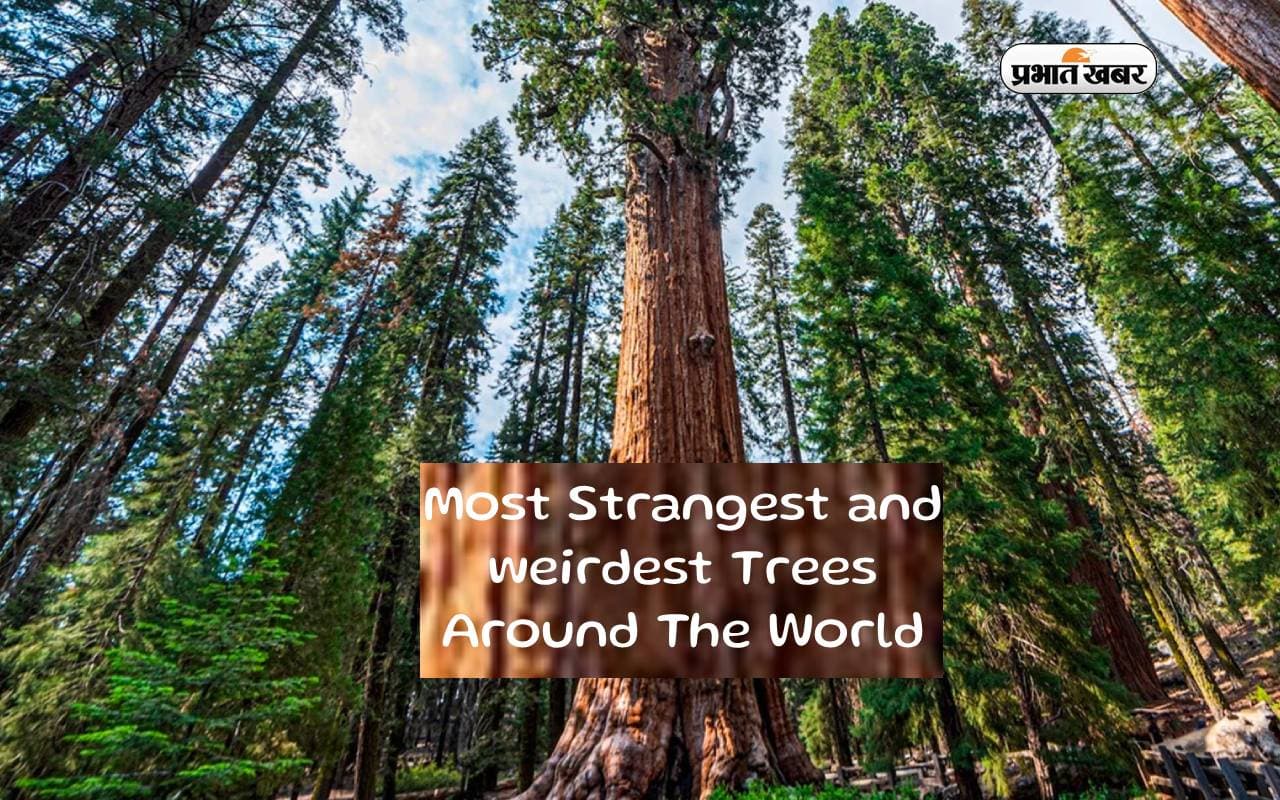 Strangest and Weirdest Trees: ये है दुनिया के अजीबो गरीब पेड़, इन्हें देखने के लिए विजिट करें ये देश