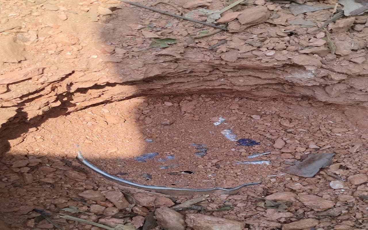 Naxal News: झारखंड में नक्सलियों की बड़ी साजिश नाकाम, जंगल से 5 आईईडी बम बरामद Naxal News: झारखंड में नक्सलियों की बड़ी साजिश नाकाम, जंगल से 5 आईईडी बम बरामद