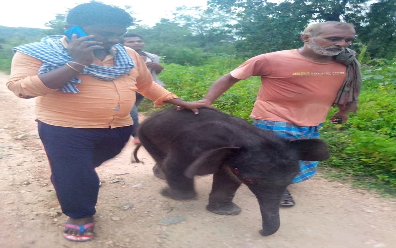 झारखंड के Palamu Tiger Reserve का नन्हा हाथी मंडल डैम की कोयल नदी में गिरा, रेस्क्यू कर बचाया गया