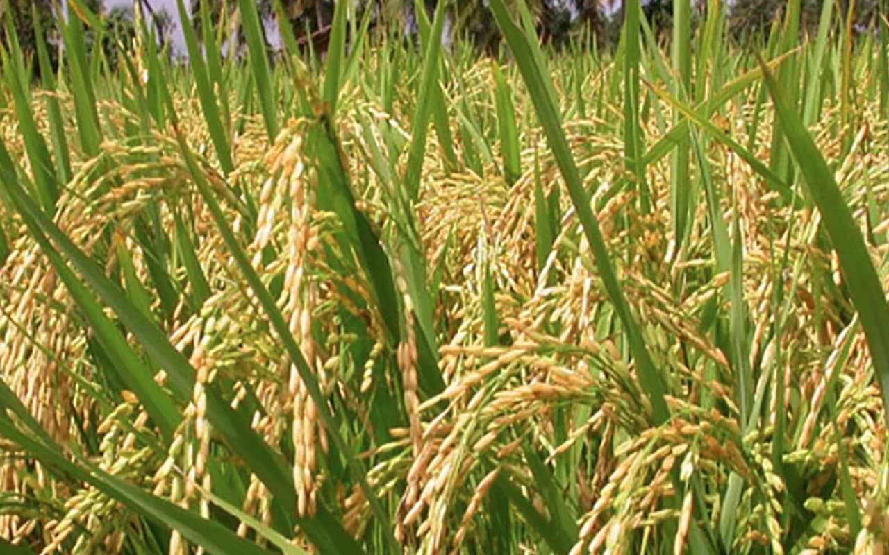 बिहार में बाढ़ व सुखाड़ में भी उपजेगा धान, गहरे पानी और रेन आउट शेल्टर में शुरू हुआ ट्रायल