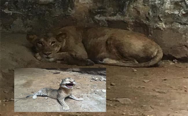 28 साल बाद परी ने दिया तीन बच्चों को जन्म, 40 दिन रहेंगे आइसोलेशन में