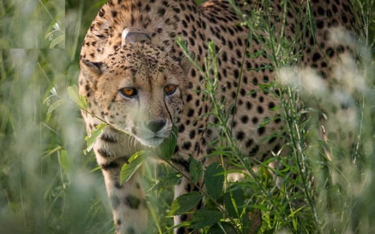 Project Cheetah: दक्षिण अफ्रीका से लाये गये 12 चीते, वायुसेना के Mi-17 हेलीकॉप्टर से भेजे गये कूनो नेशनल पार्क