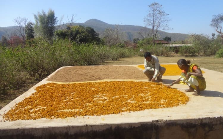 UP News: कुशीनगर के किसानों पसंद आई हल्दी की खेती