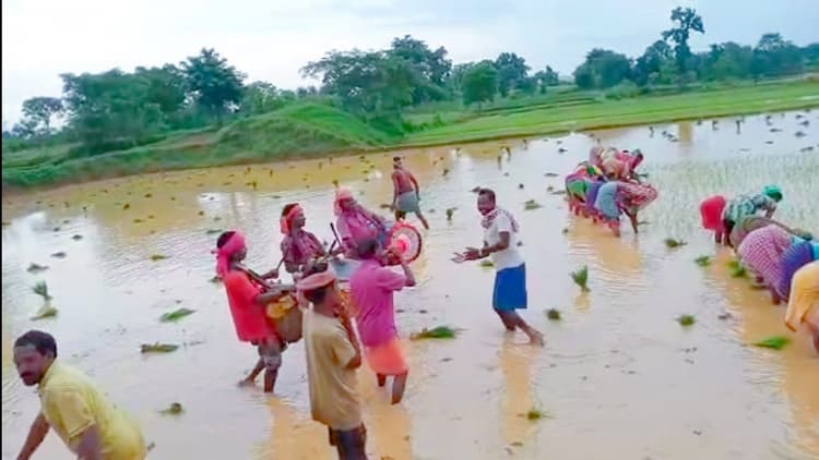 झारखंड के बड़कागांव में अनोखी परंपरा, गांवाट पूजा के बाद धनरोपनी हुई शुरू, खेतों में गूंज रहे कजरी गीत