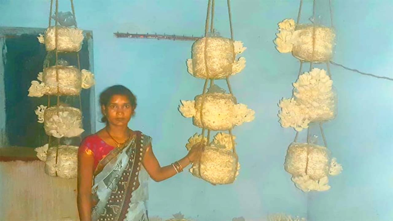 घर के कामकाज के बाद बचे समय का सदुपयोग कर रही है रामगढ़ की ग्रामीण महिलाएं, मशरूम की खेती से हो रही आत्मनिर्भर