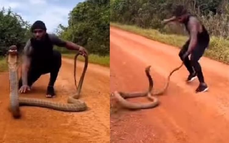 विशाल किंग कोबरा के काटने से बाल-बाल बचा आदमी, बावजूद सांप को पकड़ने में रहा कामयाब, देखें Video