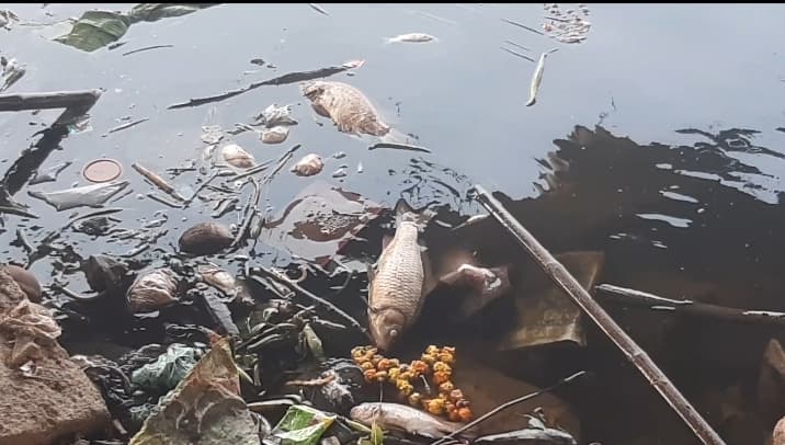 Agra News: यमुना के जहरीले पानी से दर्जनों मछलियां मृत, आरोप- कारखानों के केमिकल से हालात हुए बेकाबू