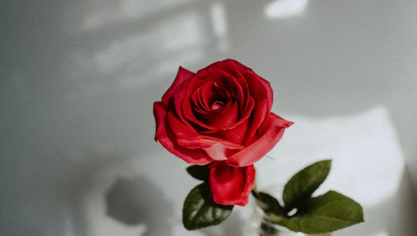 Valentine Day: वेलेंटाइन डे को लेकर सज गया रांची का बाजार, इस तरह की गिफ्ट का युवाओं में है जबरदस्त क्रेज