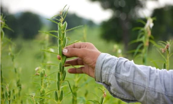 तिल उत्पादन में बिहार बनेगा आत्मनिर्भर, 10 हजार एकड़ में की जायेगी खेती, जानें कृषि विभाग की क्या है योजना