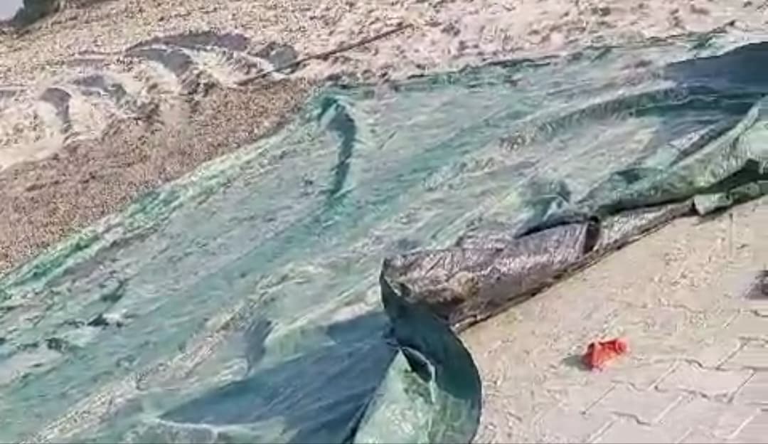 आगरा: हाईकोर्ट की रोक के बावजूद सत्संग सभा ने डूब क्षेत्र में बना दी सड़क, काली पॉलीथिन से छिपाई