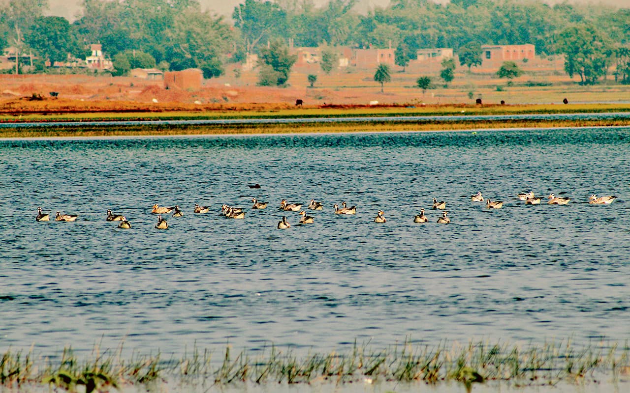 Jharkhand Tourism: ठंड बढ़ते ही झारखंड में शुरू हुई विदेशी पक्षियों की चहचहाहट, खंडोली डैम की बढ़ी रौनक