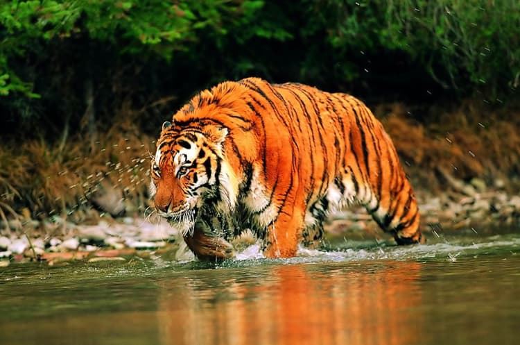 Tiger Census: सुंदरबन में शुरू हुई बाघों की गिनती, कैमरे के जरिये होगी गणना