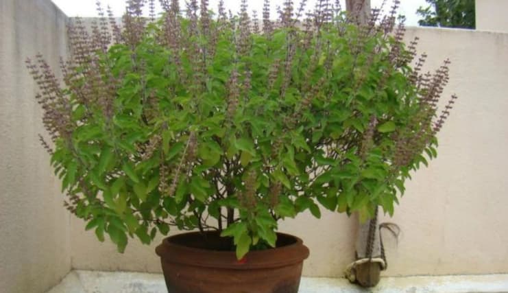 Tulsi Vastu Tips: चार दिन भूल कर भी न तोड़े तुलसी के पत्ते और न ही छत पर रखें पौधे, नहीं तो हो जाएंगे कंगाल
