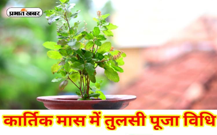 Kartik Maas 2022: कार्तिक में तुलसी का रोपण, दान और पूजन से होगा फायदा, जीवन के कष्ट हो जाएंगे दूर