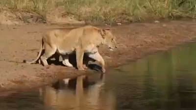 शेरनी ने अपने बच्चों को इस तरह से पार करायी नदी, आपके चेहरे पर भी आ जाएगी मुस्कान, Video हो रहा वायरल