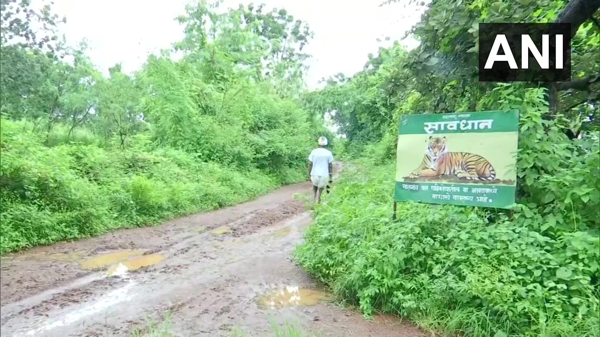 महाराष्ट्र के गढ़चिरौली में बाघ का आतंक, 15 लोगों ने गंवायी जान, स्पेशल टीम कर रही है तलाश