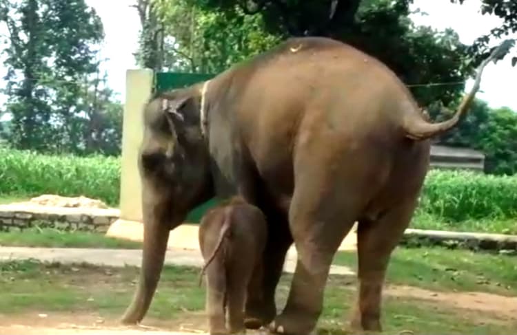 'बंगबंधु' के श्रद्धांजलि समारोह में प्रधानमंत्री नरेंद्र मोदी ने पहना खादी ग्रामोद्योग की सूती फैब्रिक से बना 'मुजीब जैकेट'