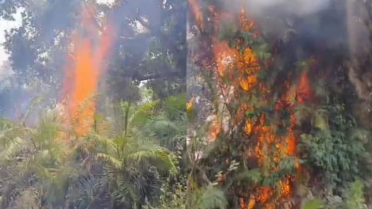 बिहार: राज्यपाल के आगमन से कुछ देर पूर्व वीटीआर में लगी आग, सड़क किनारे धू-धूकर घंटों जलता रहा जंगल