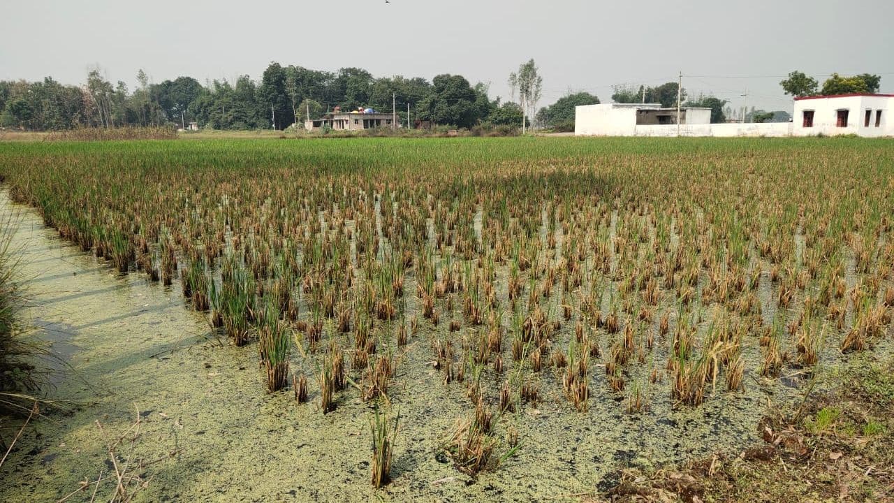 सीएम सिटी में खेतों में भरा पानी, कैसी होगी गेहूं की बुवाई? किसानों के माथे पर चिंता की लकीरें