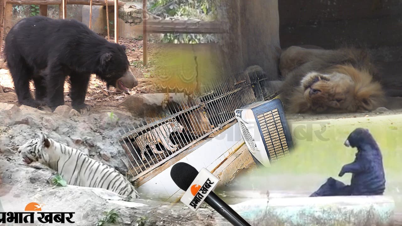 पटना जू: आसमान से बरस रही आग तो शेर-बाघ भी कूलर से ले रहे राहत की हवा, हिरण के बाड़े में लगे फव्वारे