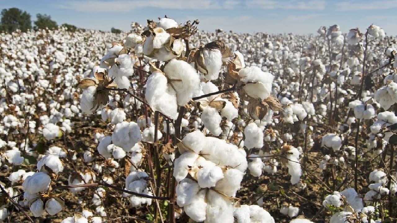 सफेद सोना कहे जाने वाले इस फसल से होते हैं कई फायदे, जानें इसके उपयोग