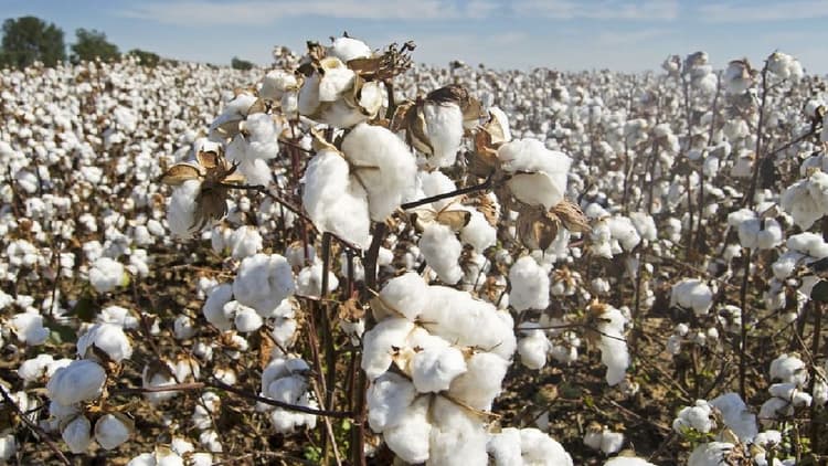 सफेद सोना कहे जाने वाले इस फसल से होते हैं कई फायदे, जानें इसके उपयोग