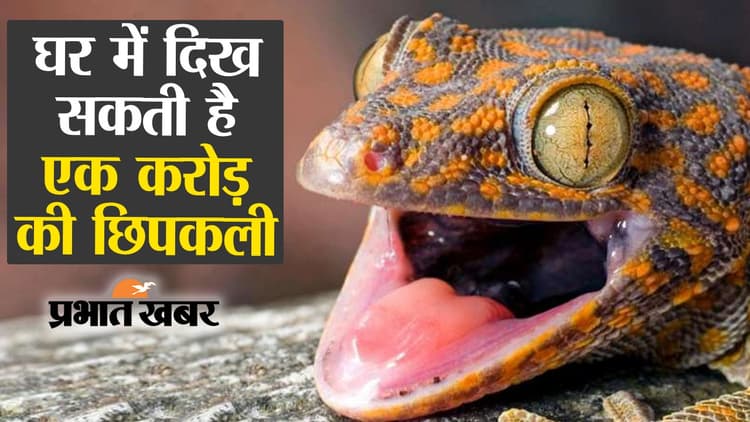 आपके घर में भी दिख सकती है एक करोड़ की छिपकली, वीडियो में देखें कैसे करें पहचान