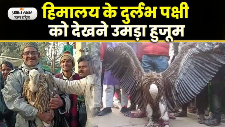 Kanpur News : कानपूर में मिला दुर्लभ प्रजाति का गिद्ध बना चर्चा का विषय