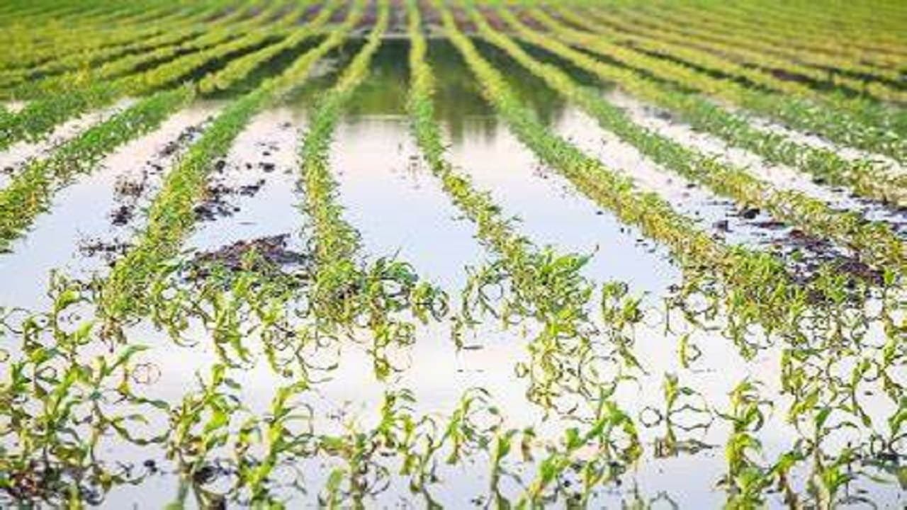 Agriculture News: बिहार में बारिश की दस्तक ने किसानों की बढ़ाई चिंता, इन उपायों से फसल को नुकसान से बचाएं