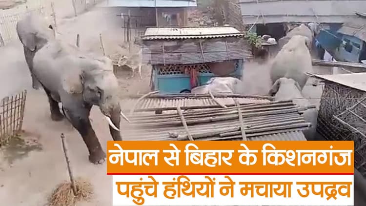 नेपाल के हाथियों ने बिहार में मचाया उपद्रव, किशनगंज के लोगो में खौफ का माहौल