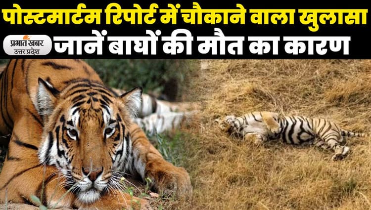 UP Tiger Death in Dudhwa: बाघों की मौत को लेकर पोस्टमार्टम रिपोर्ट में चौकाने वाला खुलासा