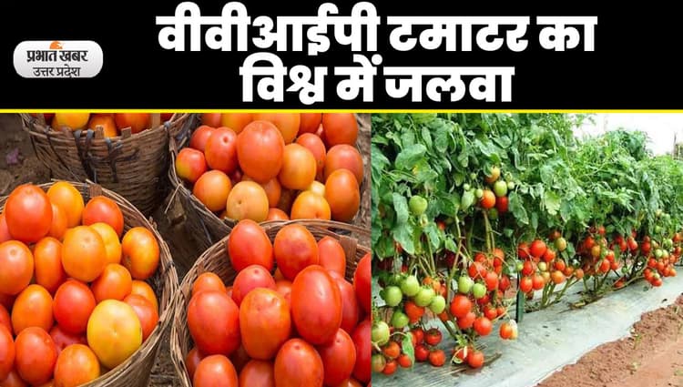 Tomato News: लखीमपुर खीरी के VVIP Tomato का जलवा, जीआई टैगिंग को भेजा गया प्रस्ताव
