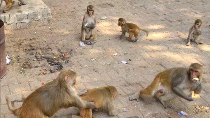 टीबी के मरीजों ने मथुरा- वृंदावन के बंदरों को बना दिया रोगी, आईवीआरआई बरेली की रिपोर्ट , जानें अब क्या होगा ?