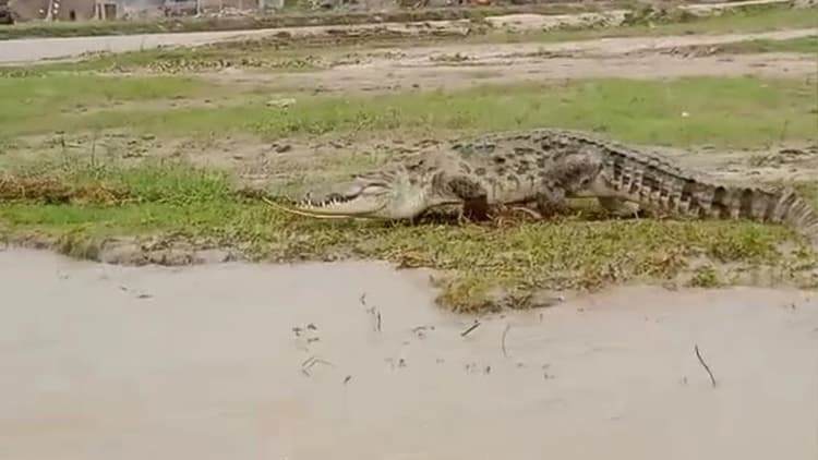 सुल्तानगंज के बाद अब यहां दिखा 12 फीट लंबा मगरमच्छ, चकमा देकर खोज रहा शिकार, खौफ में लोग