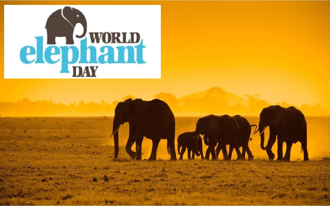 World Elephant Day 2022: आज मनाया जा रहा है विश्व हाथी दिवस, जानें कैसे हुई शुरुआत और रोचक तथ्य