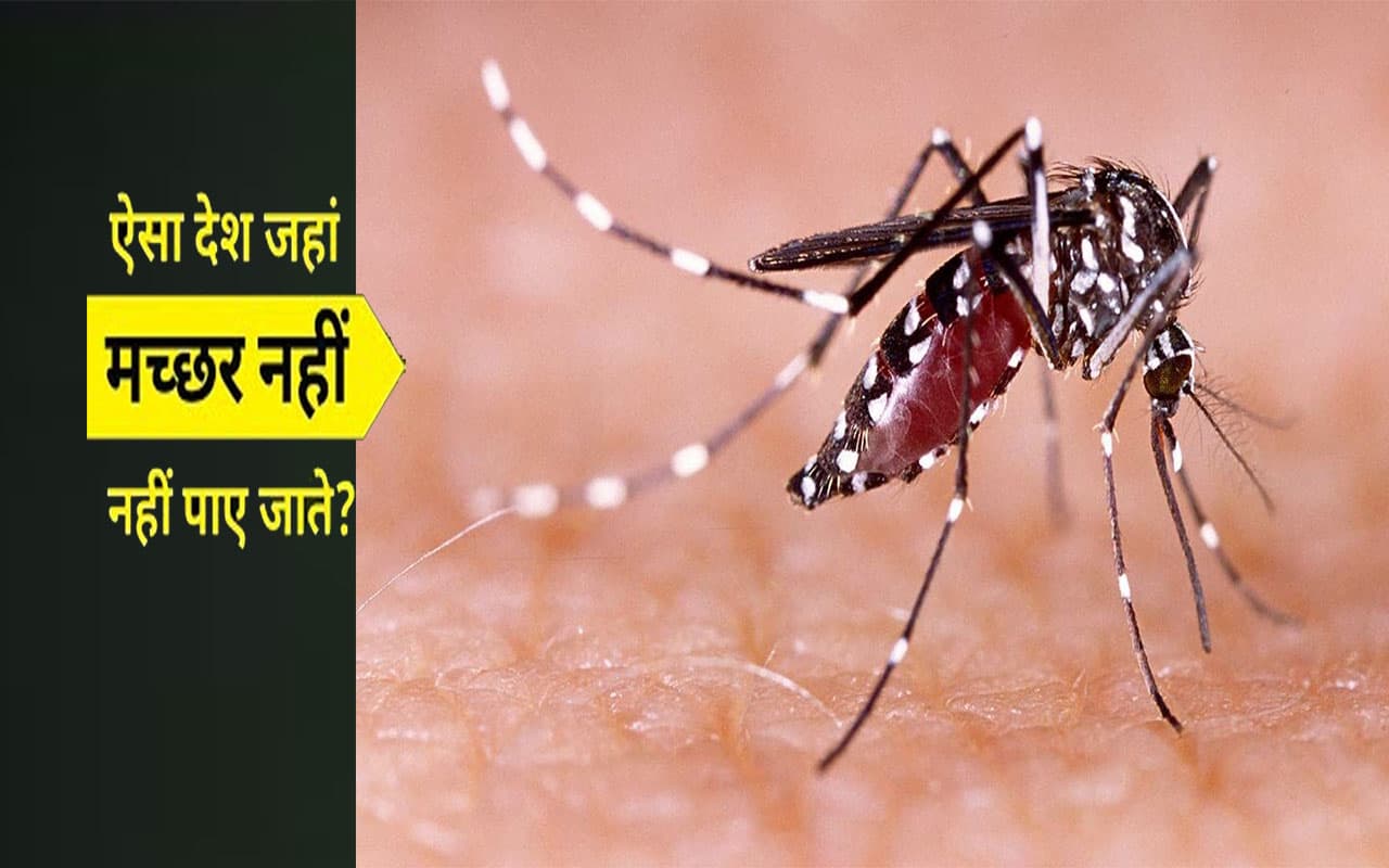 World Mosquito Day 2023 पर जानें ऐसे देश के बारे में जहां पर नहीं है एक भी मच्छर, जानें कैसे करें विजिट