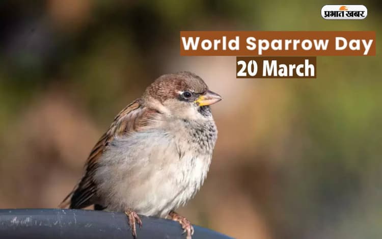 World Sparrow Day 2023: विश्व गौरैया दिवस आज, जानें इतिहास और क्या है इस दिन का महत्व