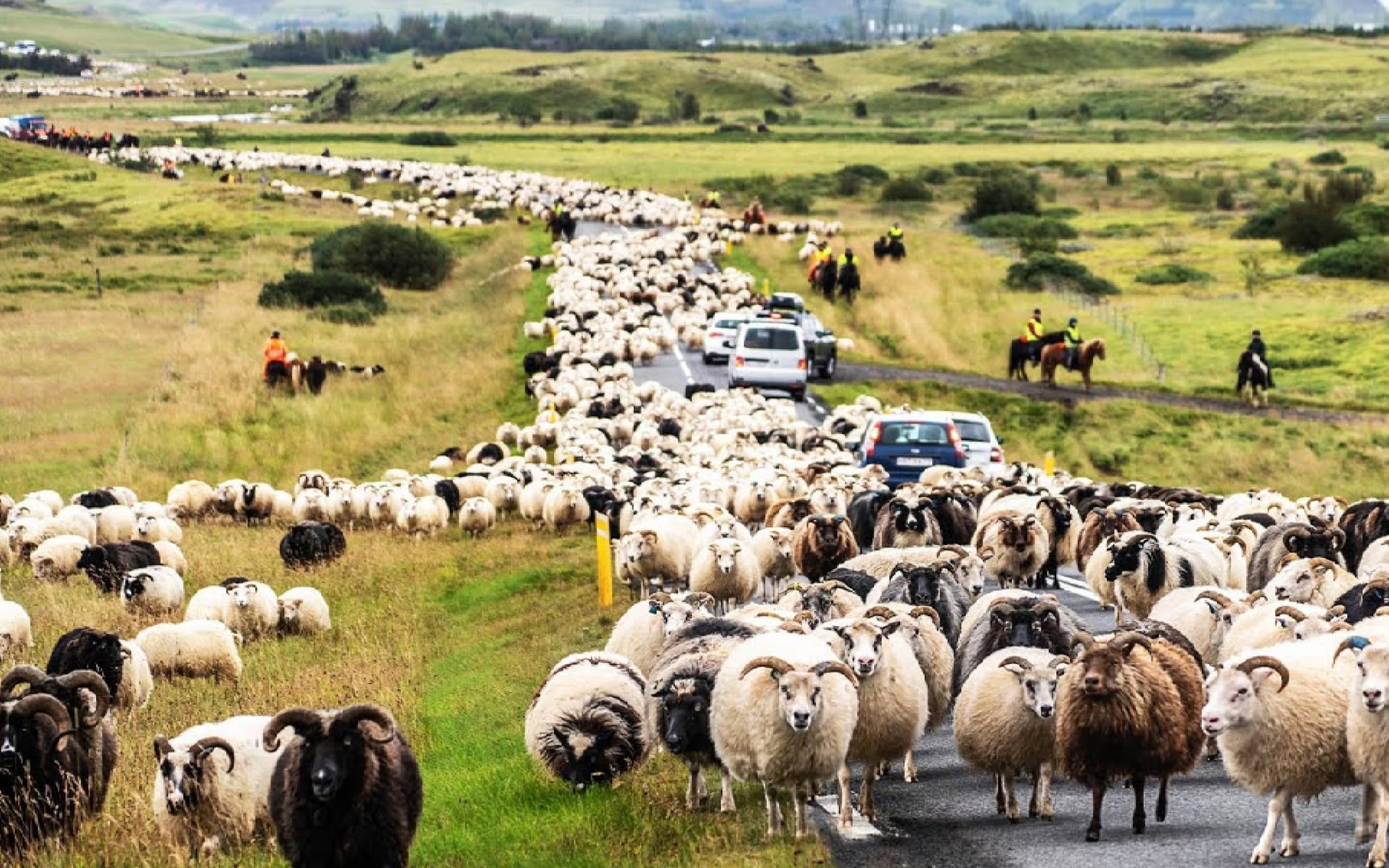 Iceland में दिखा ये शानदार नजारा, इस कारण से हुआ ट्रैफिक जाम, Viral हो रहा है ये Video
