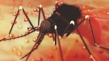 Zika Virus In Lucknow : लालकुंआ क्षेत्र में जीका वायरस की चपेट में आई महिला, 106 लोगों का लिया गया सैम्पल