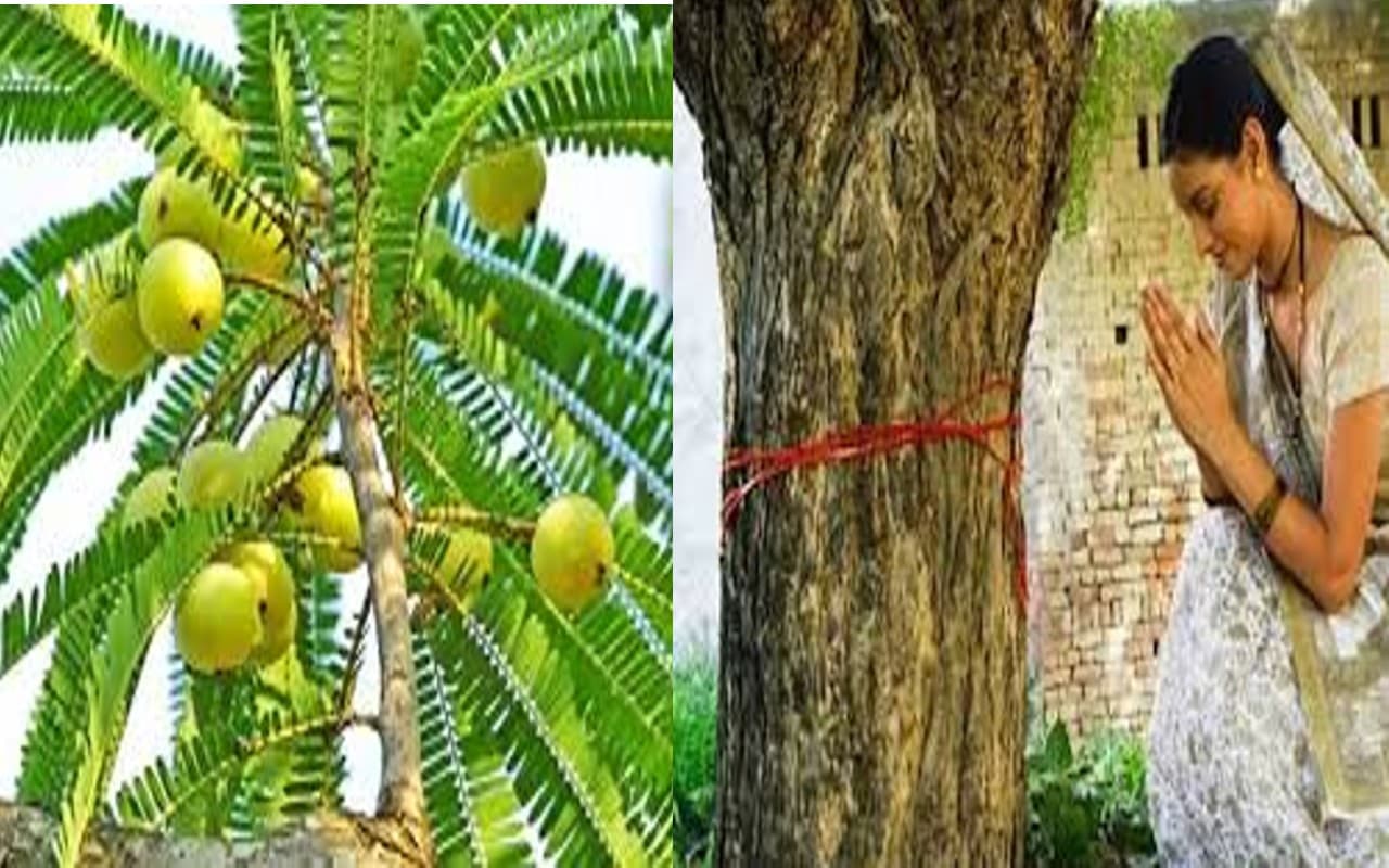 Amla Navami Upay 2022: अक्षय नवमी पर करें ये खास उपाय, मां लक्ष्मी की बनी रहेगी कृपा