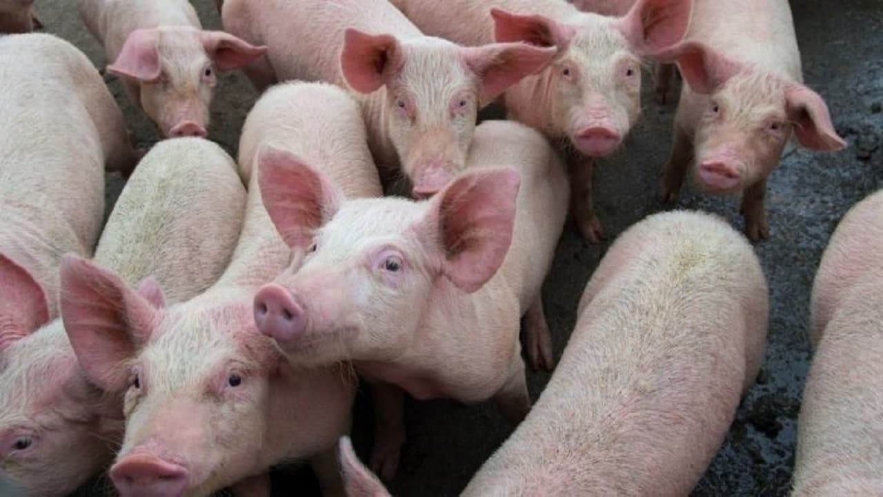 Prabhat Khabar Explainer: African Swine Fever से चाकुलिया में 700 सूकरों की मौत, कैसे फैलती है ये बीमारी