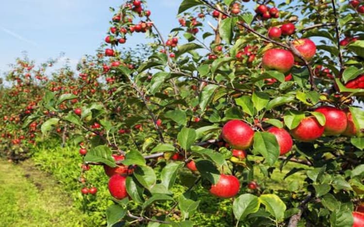 Apple Controversy: अमेरिकी सेब पर 'लाल' हुई सियासत, हिमाचल से कश्मीर तक बवाल, विरोध के बाद सरकार ने दी सफाई