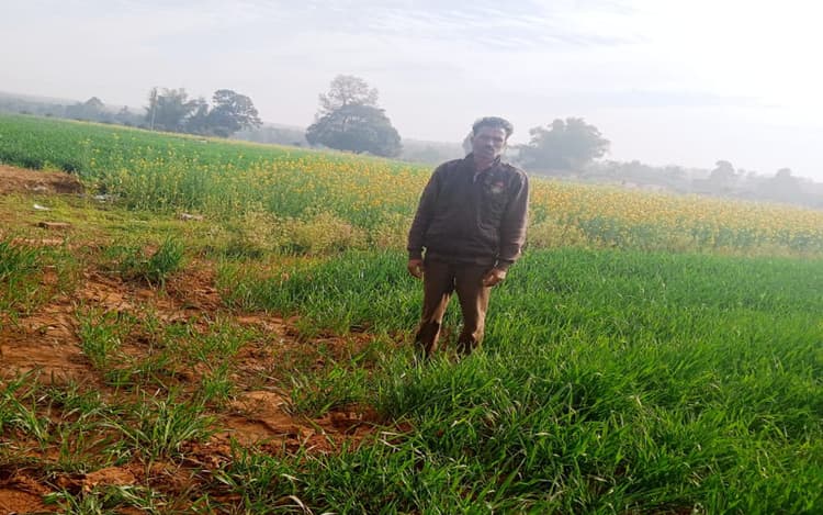 Jharkhand News: हजारीबाग के आरा गांव में नीलगाय का उत्पात, खेतों में लगे गेहूं और सरसों की फसल को किया बर्बाद